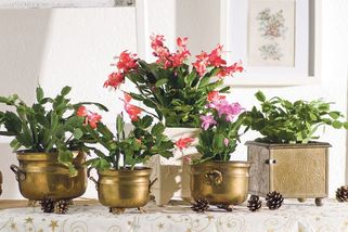 Vánoce v květu aneb Pokojovky zimního interiéru - Novinky